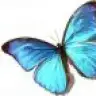 mavim