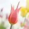 __TUGBA__