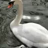 Missmelo