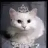 Ladykedi