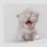 paspaskedi