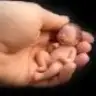 buyukmujdem