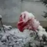 talhaaam