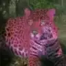 pinkleopard
