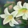 kalbimsin6