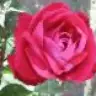 _Zeynebim_