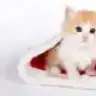 deryasu1