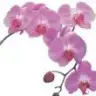 deryacemil
