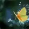 gncnslhn