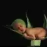 pamoly