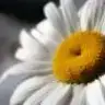 bocukkafa33