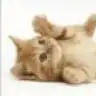 balsalkim