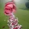 tebessum_
