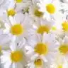 polyanna_