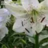 lilyum_91