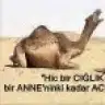 ebbru01