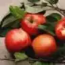yaseminler