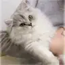 sdzll
