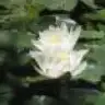 nilipus