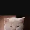 bluecatt
