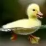 myduck