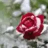osss