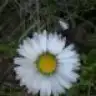 Pelin_K