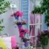 pinkvisne