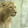 theaslan