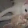 dmlyldz