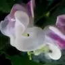 agantaburina