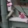 tangovals
