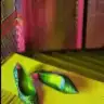 barbata