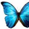 butterfly_01
