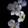stil