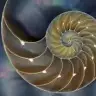 Nautilus