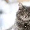 Kedicik2