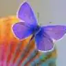 sapphiree