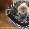 uykucukedi