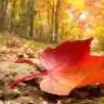 Leaf1212