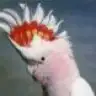 coco67