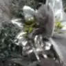muye