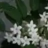 mayi