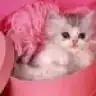 damla2626