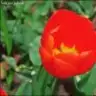 pea08