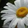 white_snow
