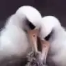 albatrosum