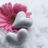 maviked