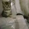 leylaasya