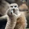 bendeniz0